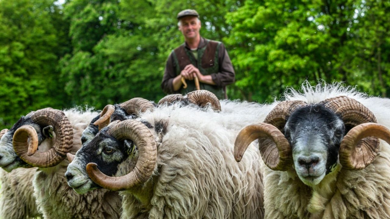 ANSVSA: Tarifele suportate de fermieri pentru identificarea și înregistrarea animalelor