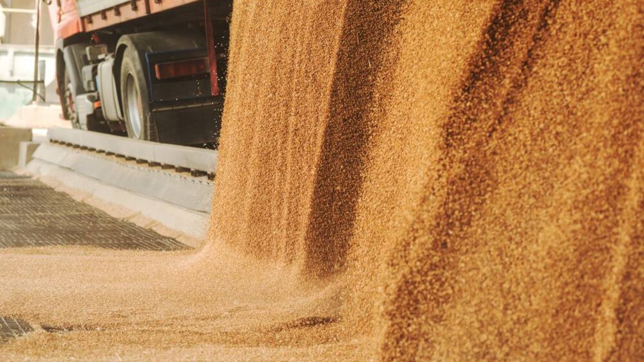 Raport USDA – iulie 2025: prețul grâului după noile estimări la recoltele din Ucraina și Rusia