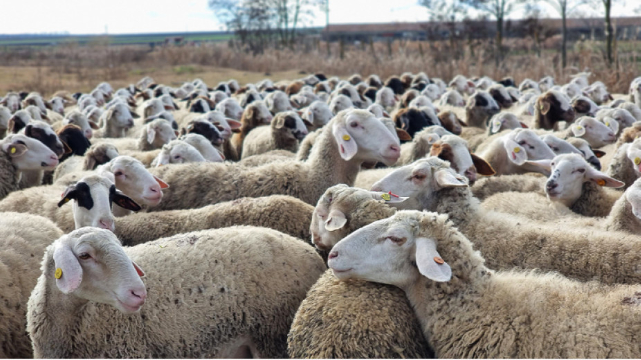 Peste 1.000 de oi din două ferme din Bulgaria, sacrificate din cauza variolei ovine