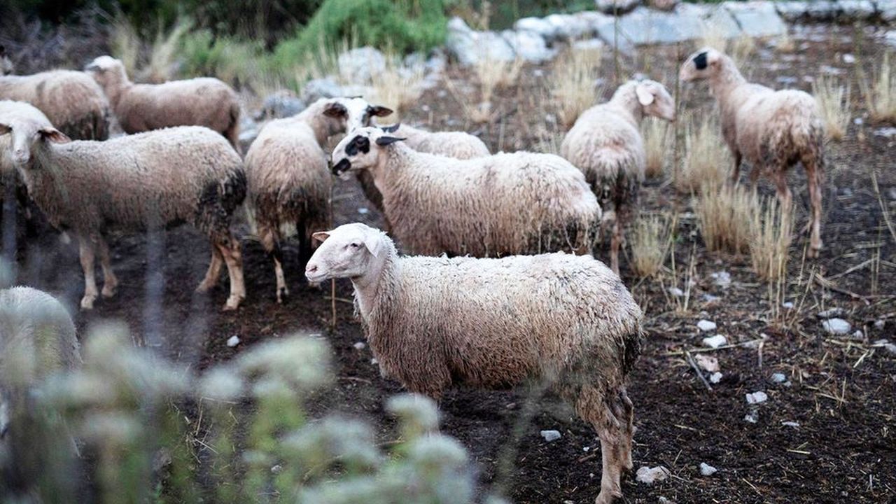 Numărul focarelor de variolă la oi și capre – în creștere. Toate sunt localizate în județul Teleorman