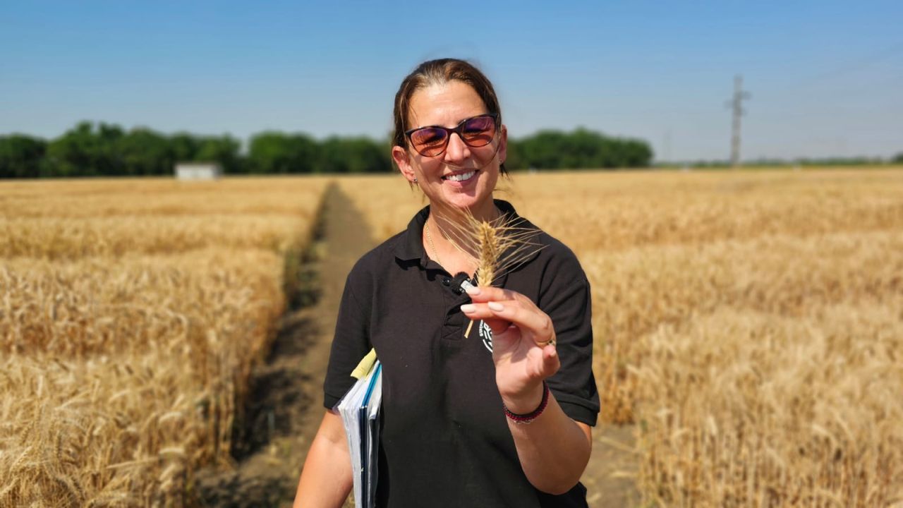 Gabriela Gorinoiu, cercetătoare: Crearea unui soi, de la încrucișare până la testarea în rețeaua ISTIS, durează 12-14 ani