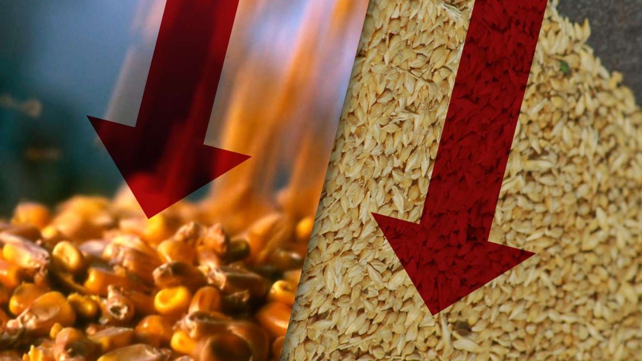 Prețul cerealelor e sub presiune din cauza recoltelor. Fermierii, forțați să vândă mai ieftin