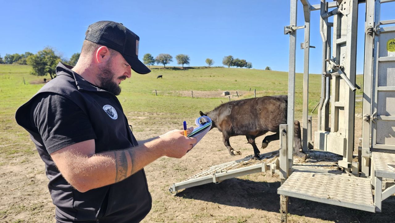 Dragoș Florin Manea, Director Tehnic Executiv al Asociației Aberdeen Angus România