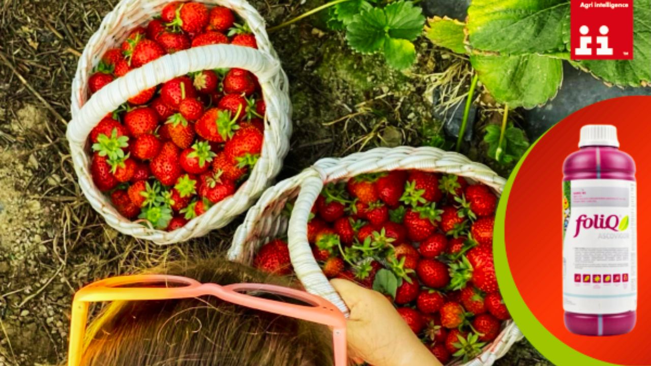 FoliQ Ascovigor, de la Agrii România