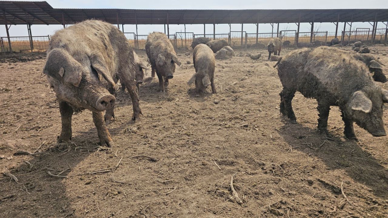 Porci Mangalița din ferma La Maria