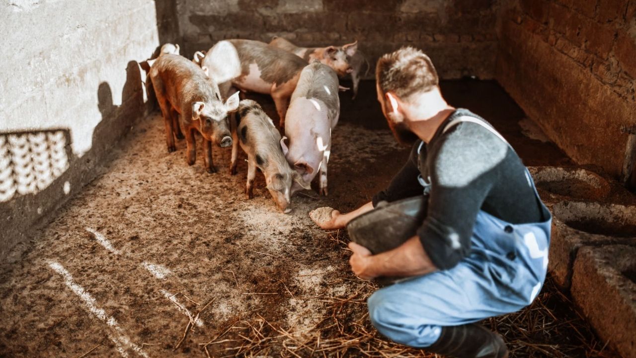 Purcei în gospodărie