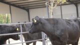 taurasi-angus