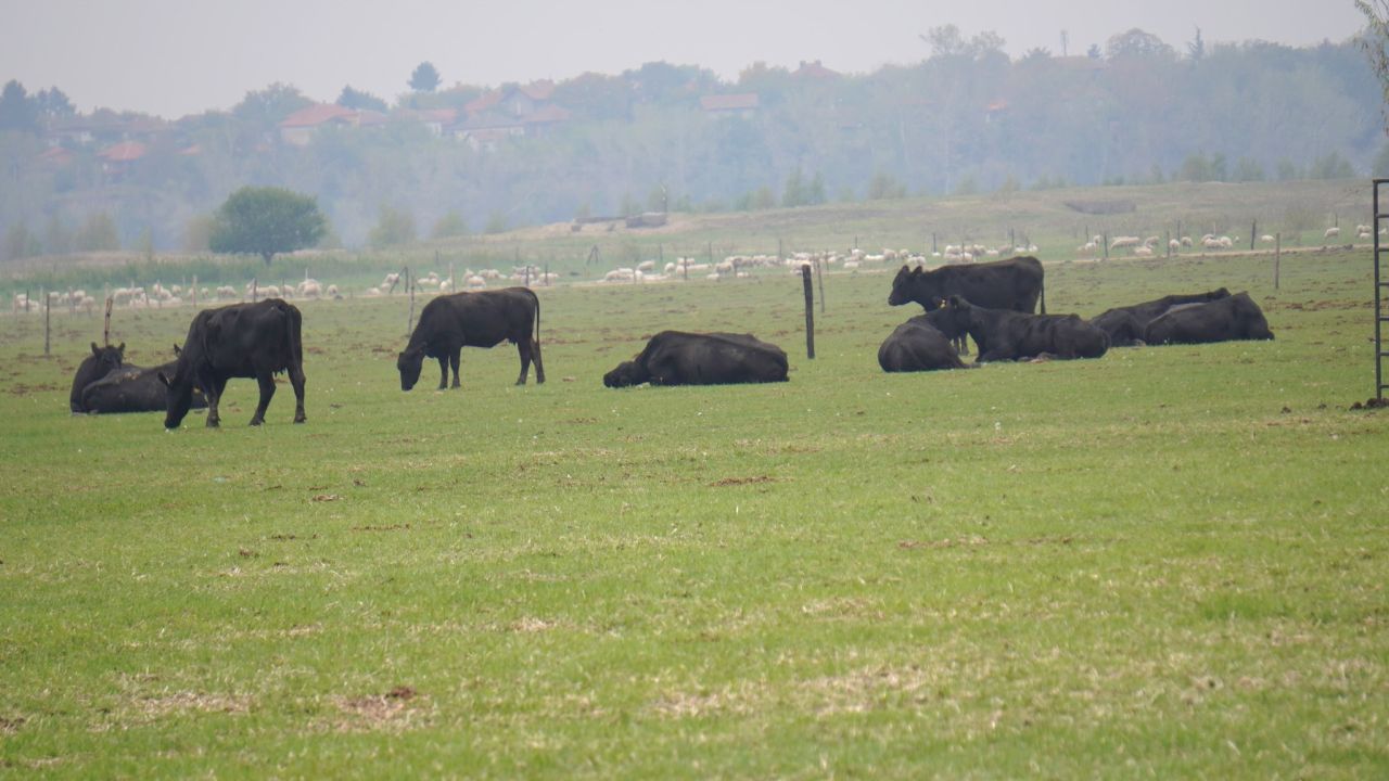 vaci-angus-gigi-netoiu