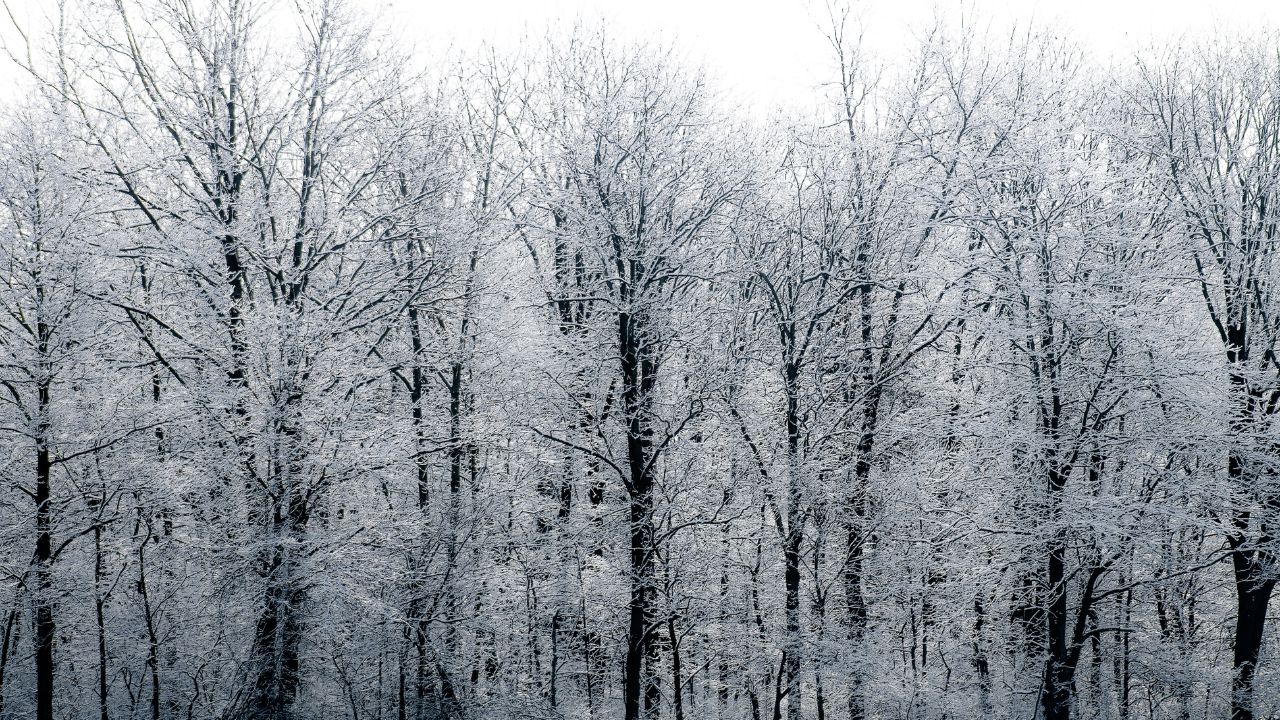Vreme rece