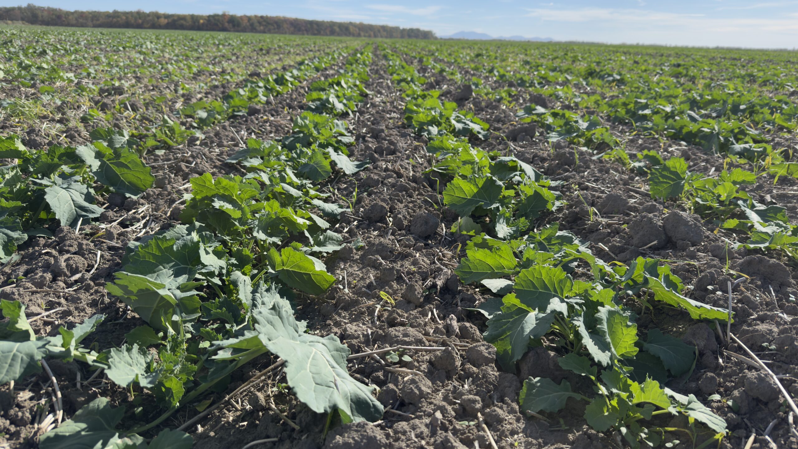 Lan de rapiță tratat cu Toprex, de la Adama