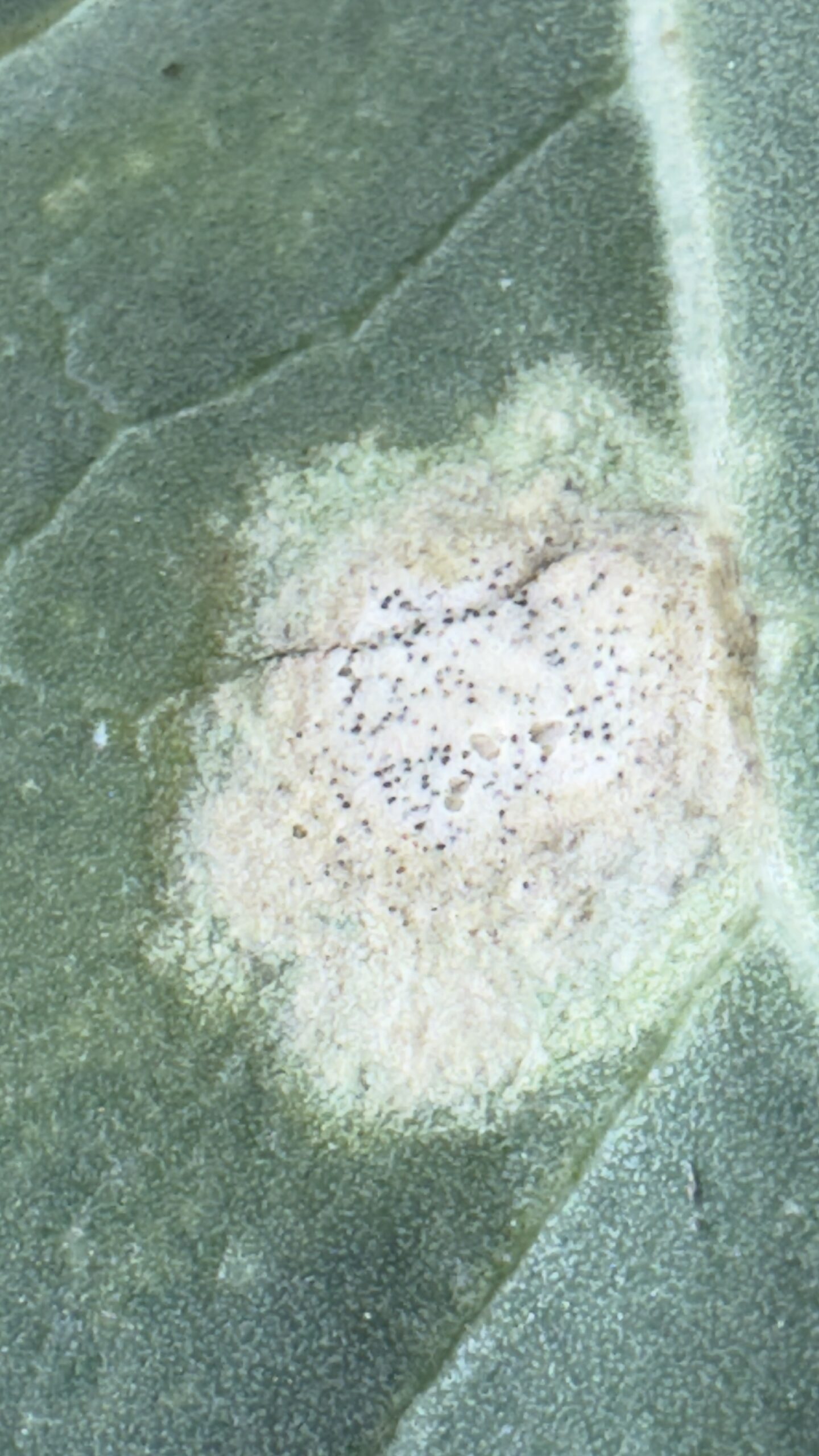 Rapița afectată de putregai negru