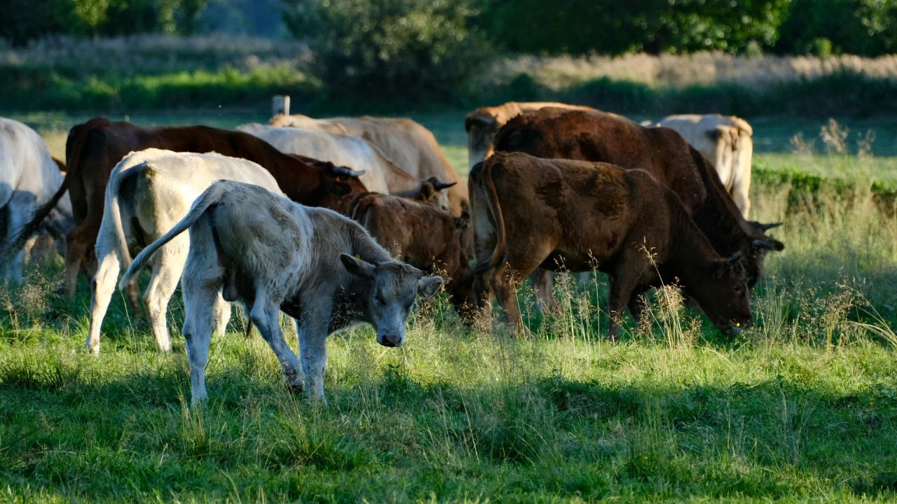 DNA - caz de subvenții încasate ilegal