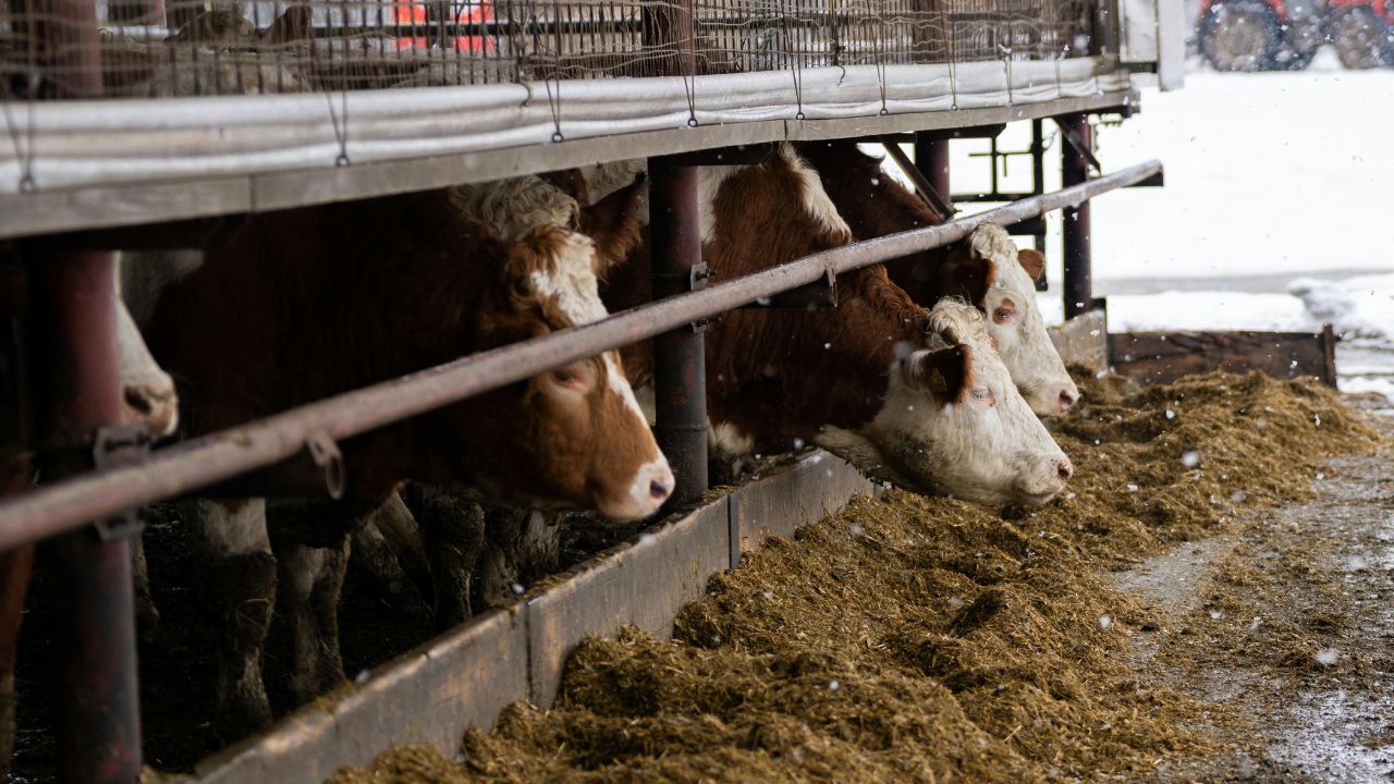 Efectivul de vaci care poate asigura salariul minim pe economie pentru o familie de fermieri – calcul