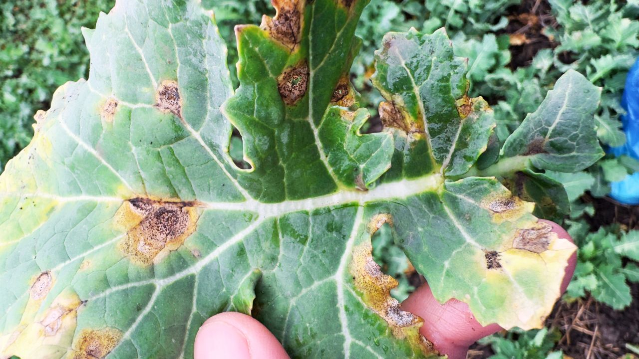 Frunză de rapiță afectată