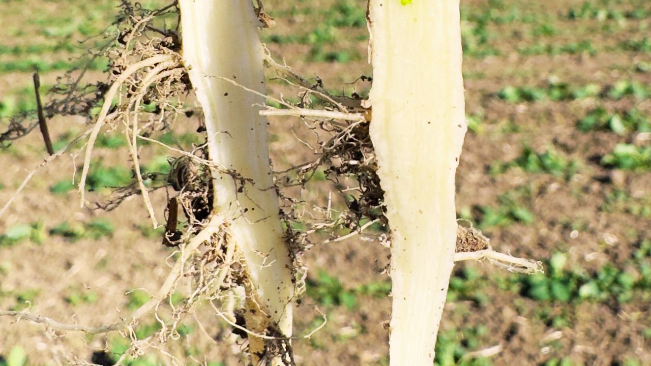 Rădăcini afectate de putregai negru