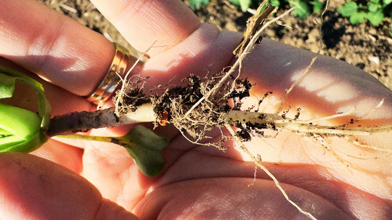 Rădăcini de rapiță