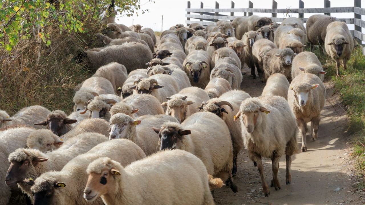 Ordin MADR pentru monta naturală