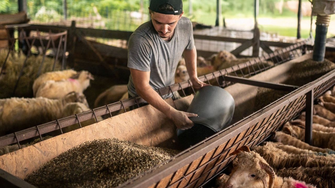 Ordin montă ANZ. Suprafață minimă de furajare pentru reproducători