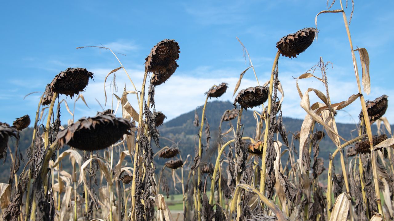 Recoltă de floarea-soarelui în Ucraina