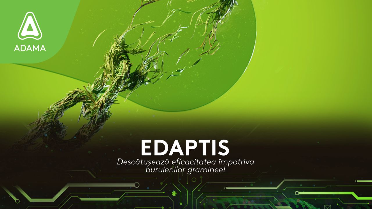 EDAPTIS® se aplică post-emergență ca erbicid foliar