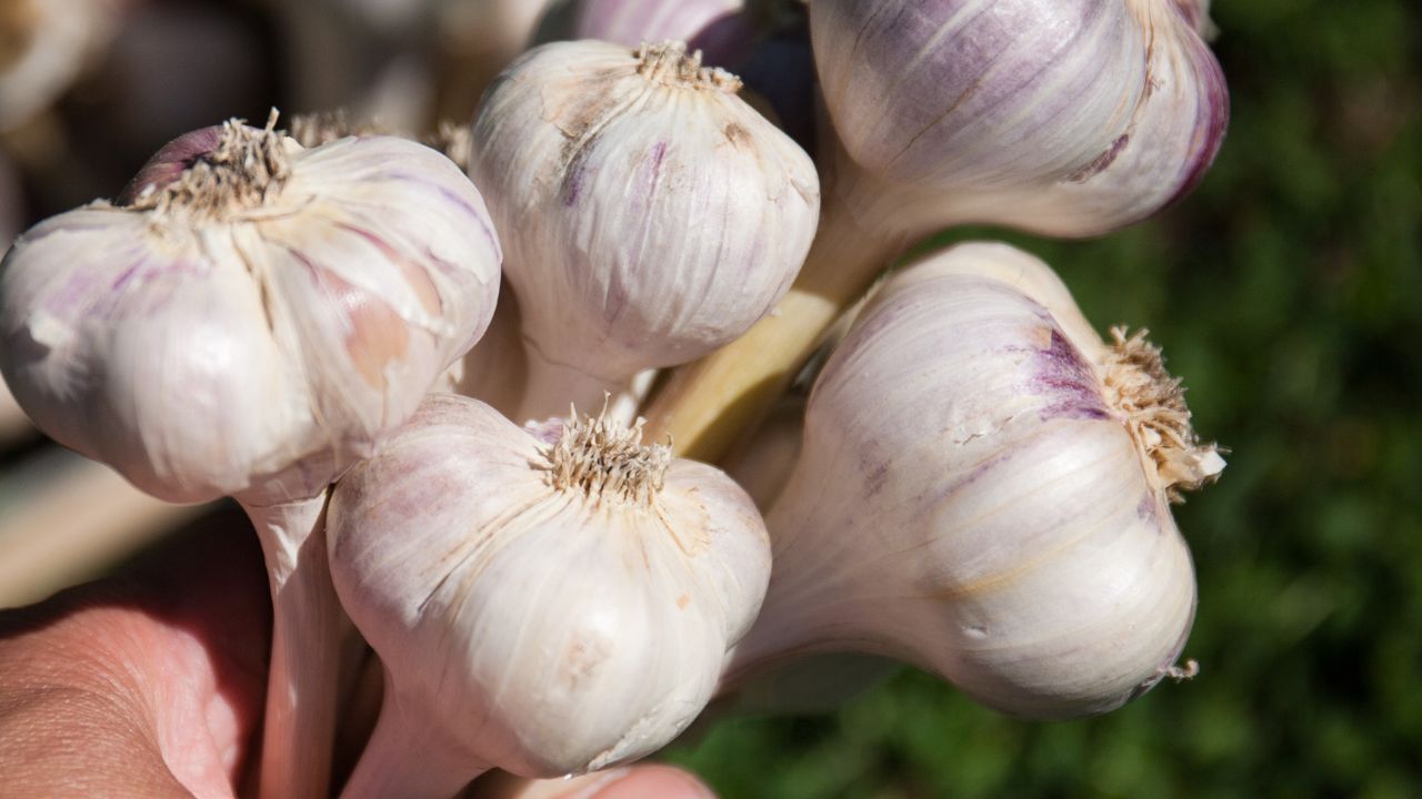 Programul Usturoiul de va relua