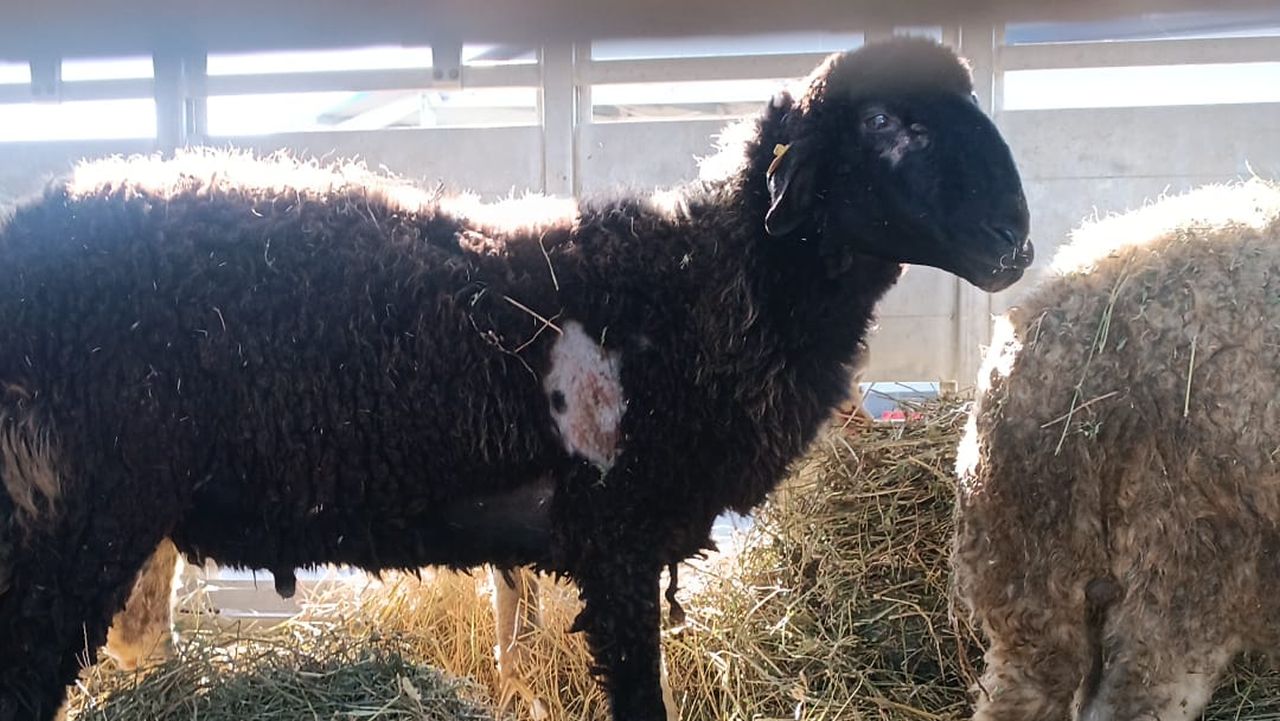 Berbec Karakul în stare precară