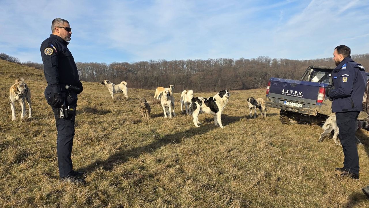 Amenzi pentru prea mulți câini la stână