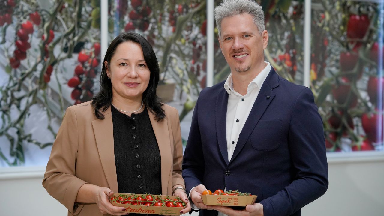 O mare seră de roșii din România a înlocuit ambalajele din plastic cu cele din carton ondulat