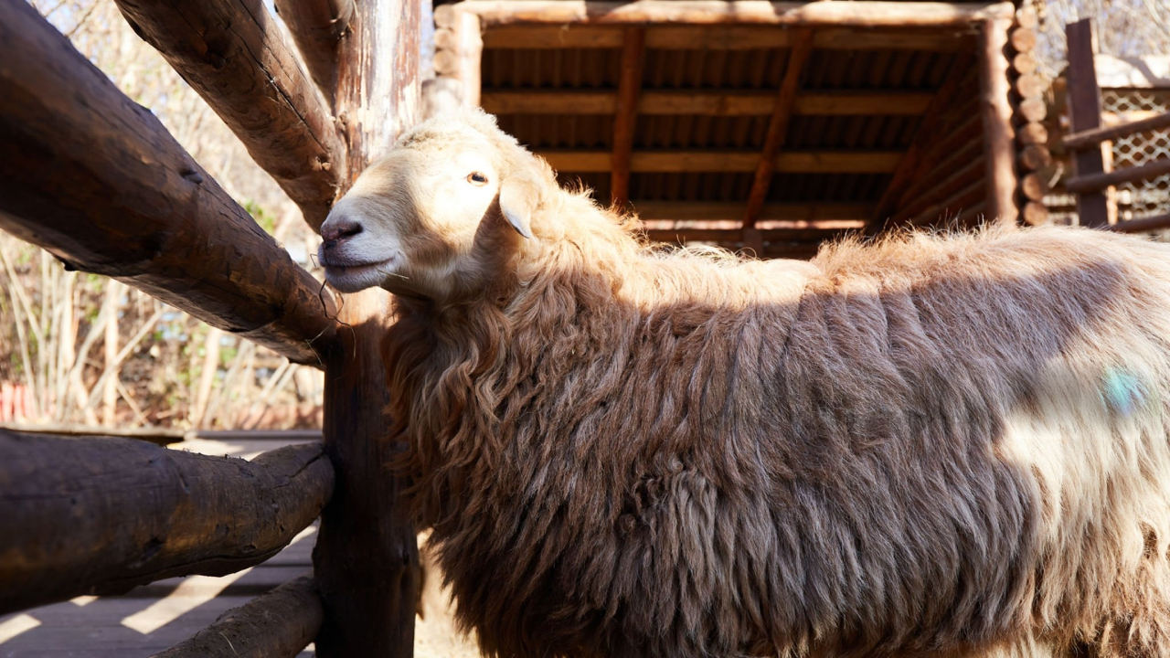 O nouă lovitură pentru ciobani: Restricția pentru exportul de animale, prelungită de UE până la 30 iunie 2026