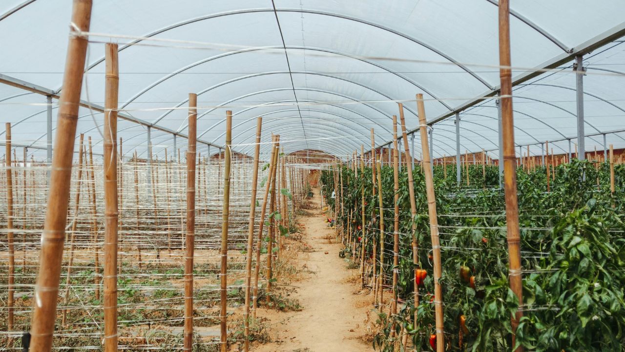 Guvernul nu a eliminat impozitul pe solarii și silozuri, doar l-a amânat cu un an!