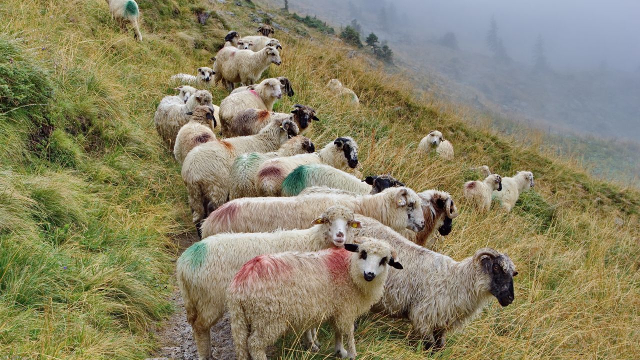 A intrat în vigoare intedicția la pășunat până pe 24 aprilie. Excepție pentru anumite suprafețe