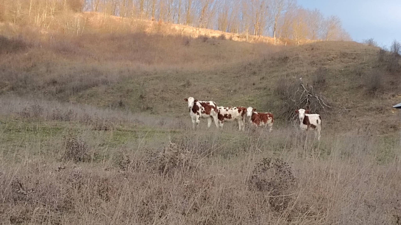 Lege nouă la APIA, promulgată de Președinte: Nu ești fermier cu animale, nu mai primești subvenția pe pășune!