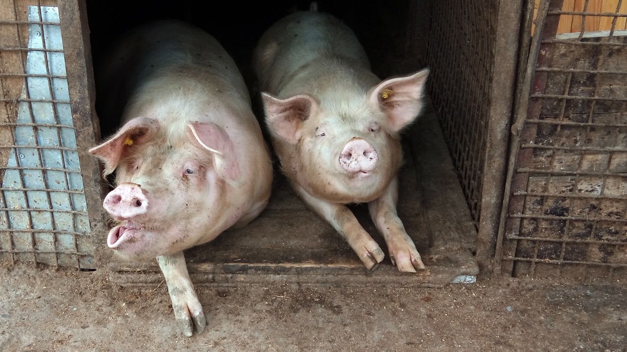 Porcul crescut tradițional, micul câștig al gospodarilor de Crăciun: ”Am avut șase porci și i-am dat pe toți la 20 lei kilogramul în viu”