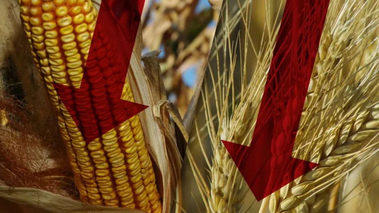 Primele previziuni pentru prețul cerealelor în 2026. Presiune pe grâu și porumb, un pic de oxigen pentru rapiță