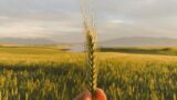 Prețul grâului înainte de Crăciun