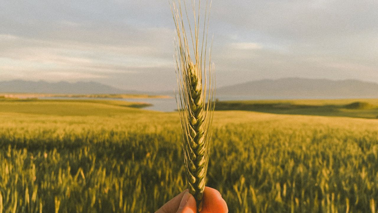 Vacanța de Sărbători – impact pe piața cerealelor. Prețuri pe tonă înainte de Crăciun