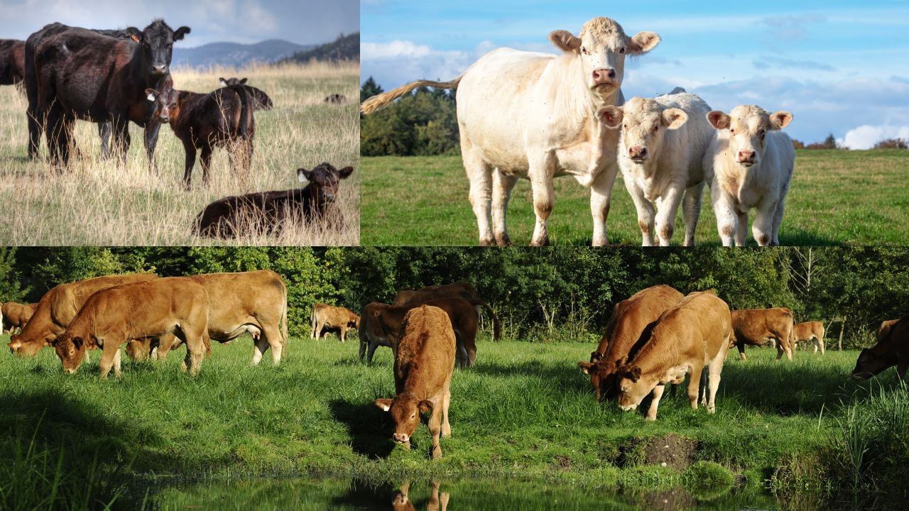 Vaci din rasele Aberdeen Angus, Limousine și Charolaise