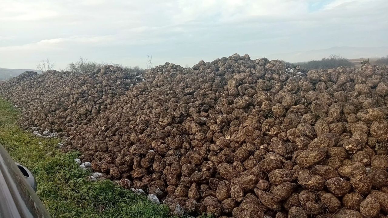 Recoltă de sfeclă de zahăr în ferma lui Paul Covrig