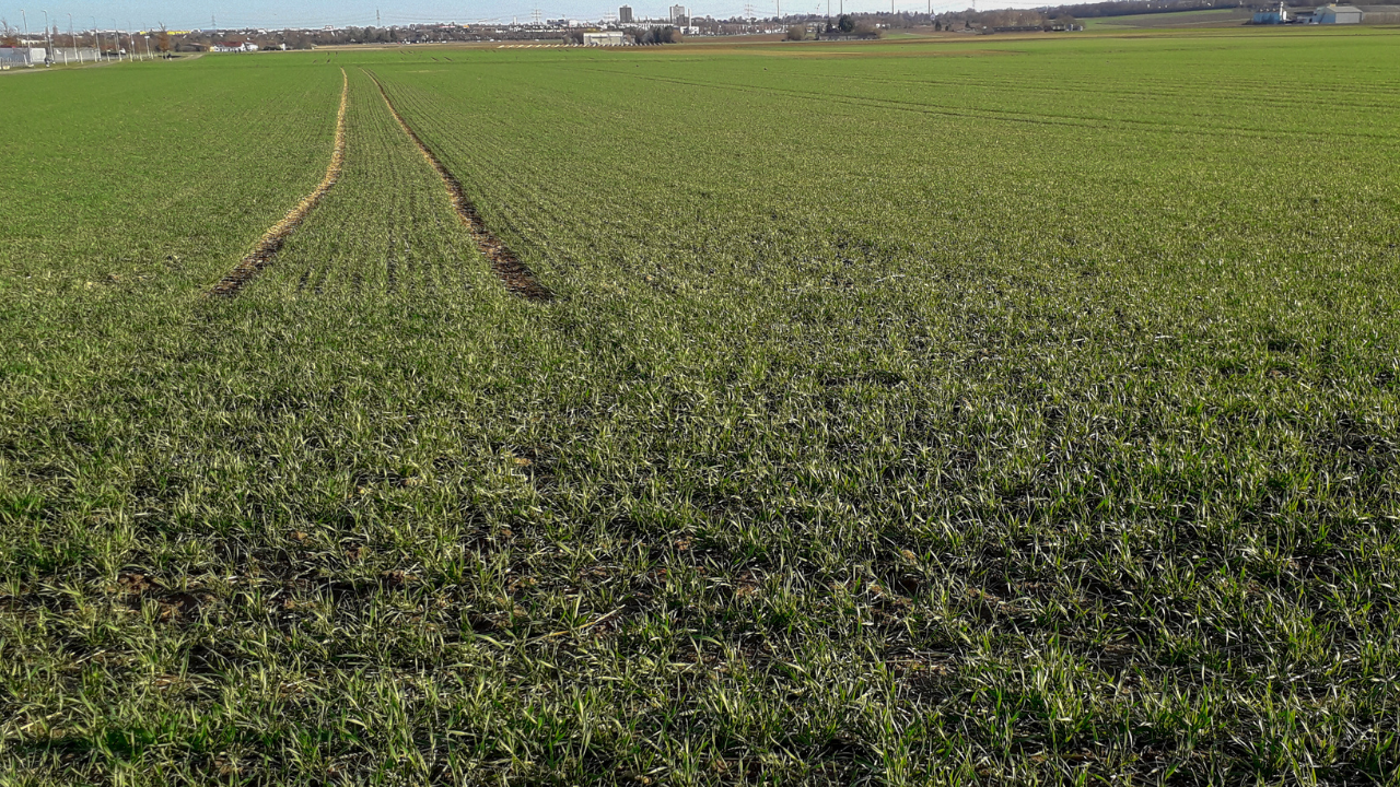 Teren agricol pentru tinerii fermieri, prin ADS