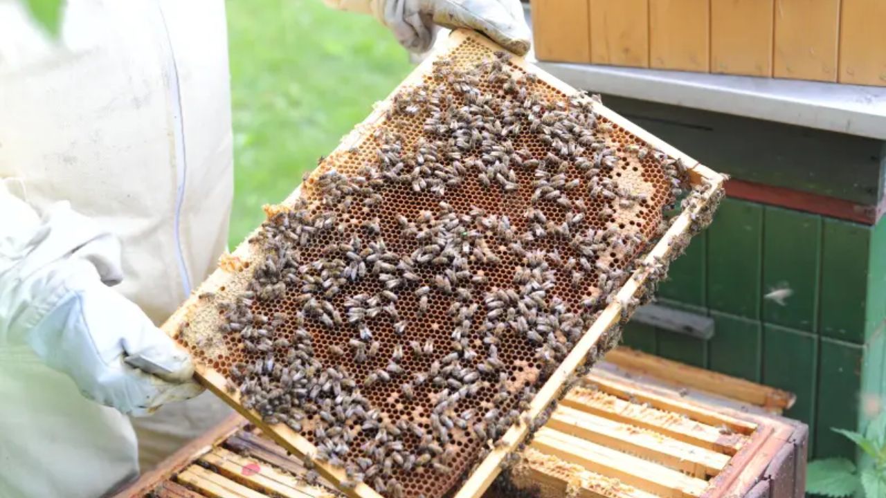 Analiză: Apicultura românească, în pericol din cauza acordului cu Mercosur. Prețuri derizorii la miere