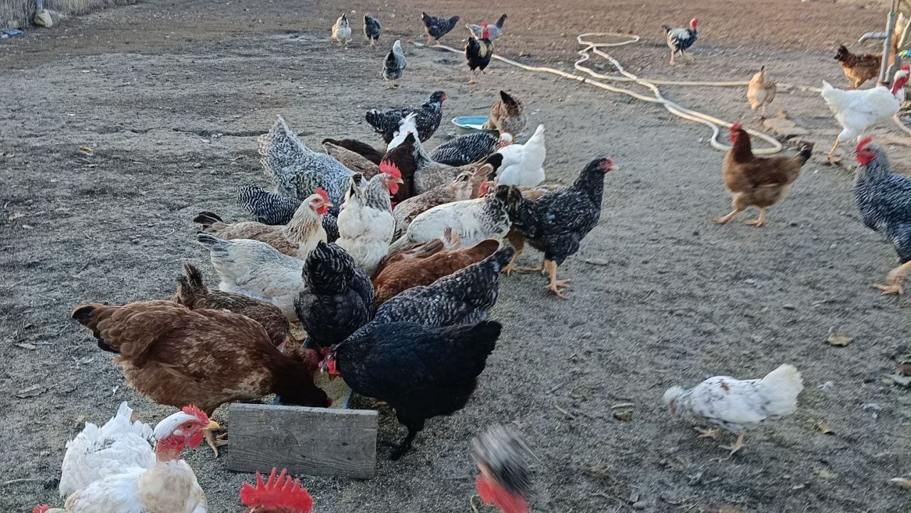 Albastru de metil la găini 