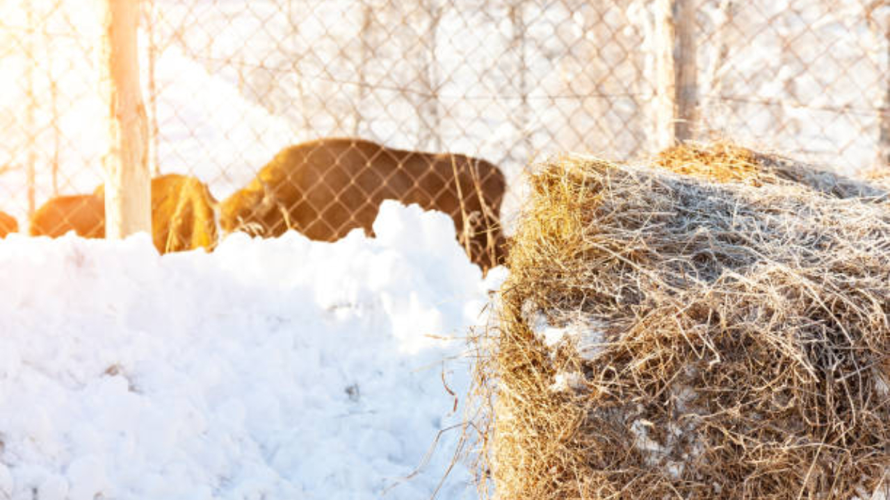 Sectorul laptelui românesc la -18 grade. ”Îngheață apa animalelor, producția de lapte este mai mică”
