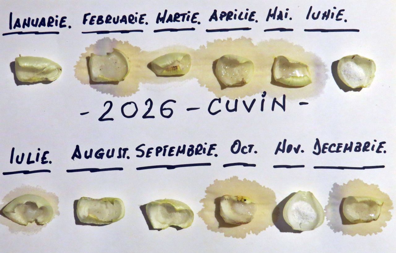 Calendarul cepei în Ghioroc, Arad - sursă: Viorel Chifan