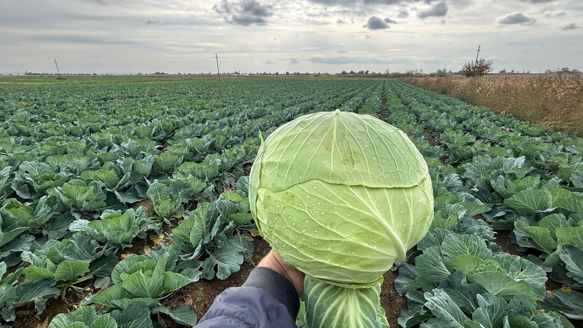 Cultură de varză la Andrid, județul Satu Mare