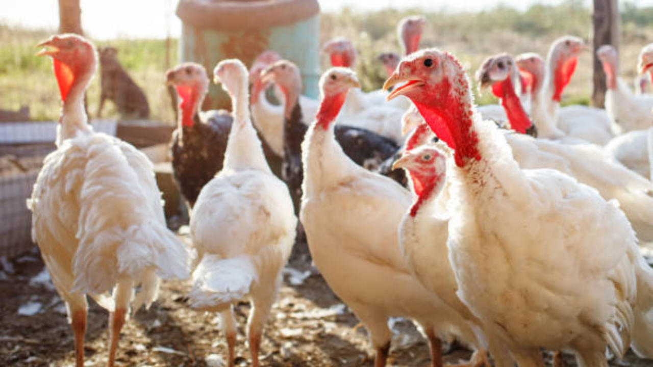 UE a aprobat două vaccinuri împotriva gripei aviare. ”Decizia privind utilizarea revine autorităților naționale responsabile”