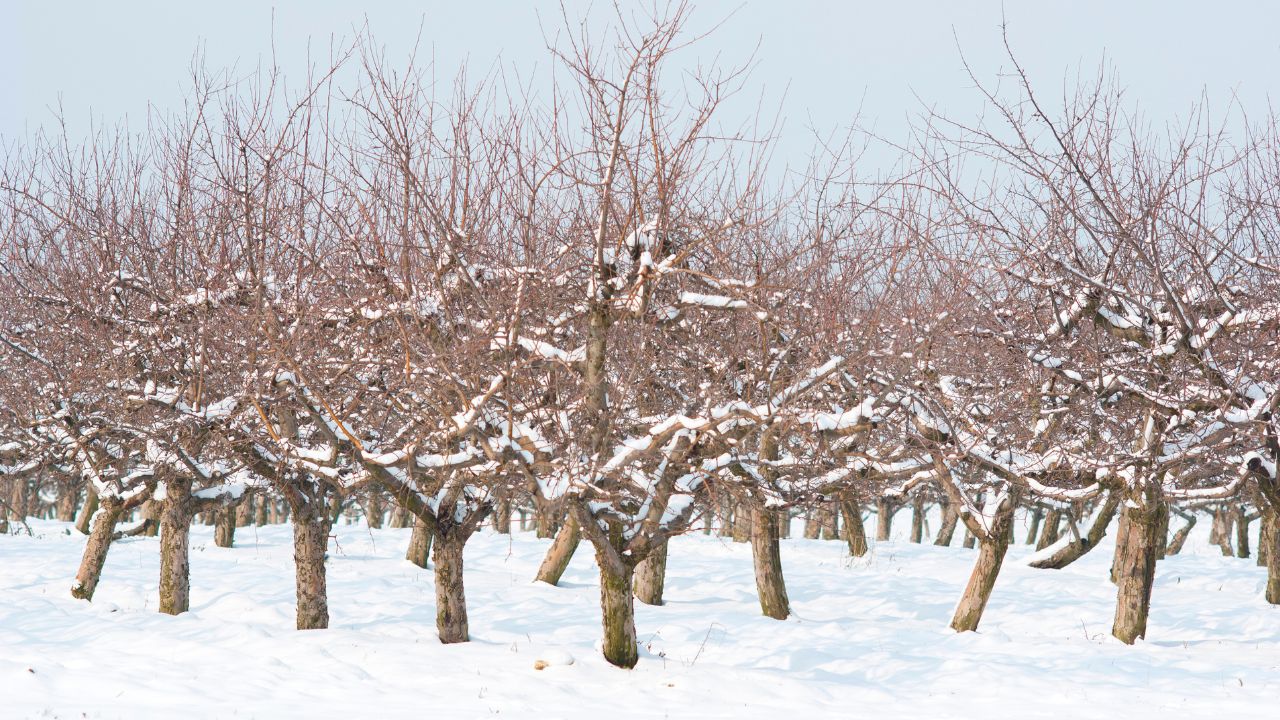 Determinarea producției la pomii fructiferi