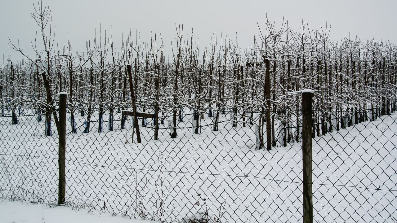 Determinarea producției la pomii fructiferi. PH-ul care asigură cea mai bună recoltă