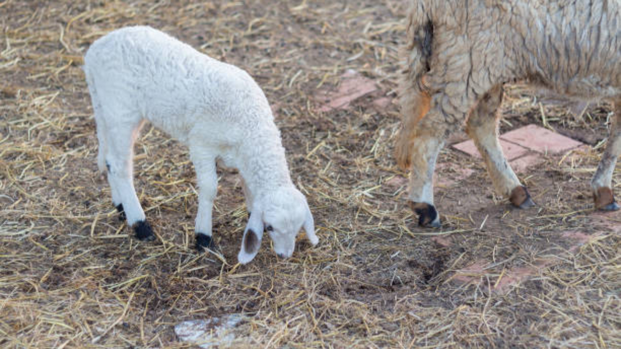 Oierii, în plin sezon al fătărilor în ferme. Ionică Nechifor, Moldoovis: Prețul mieilor de Paști va crește cu minim 7-10%