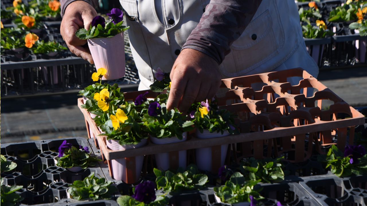 Fermele de flori, eligibile 