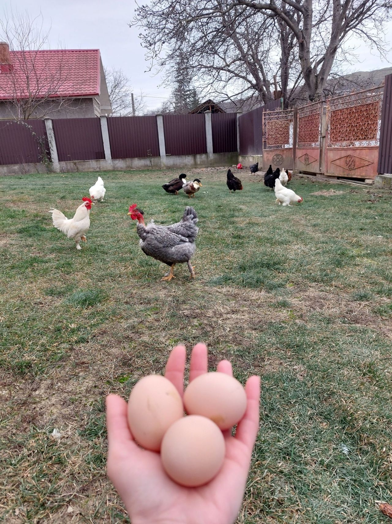 Producție de ouă iarna la găini